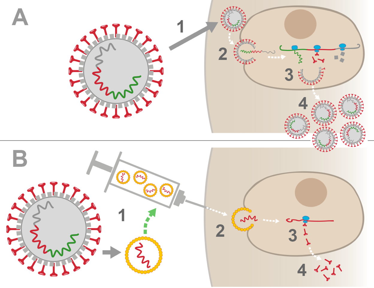 coronavirus-arn-messager-vaccination-vs-infection-v04.png